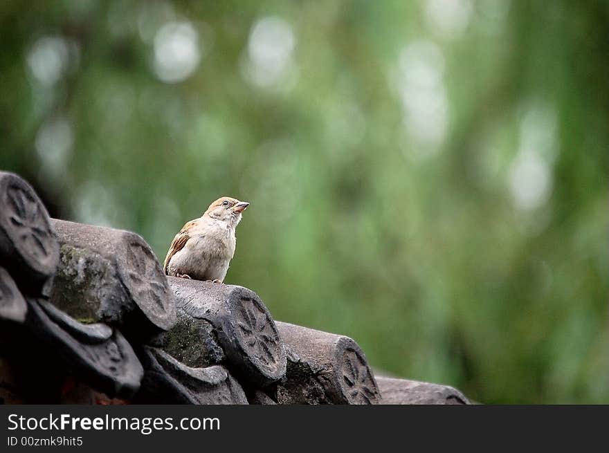 A sparrow standing on the roof of a traditional chinese house, willow leaves nearby as background.