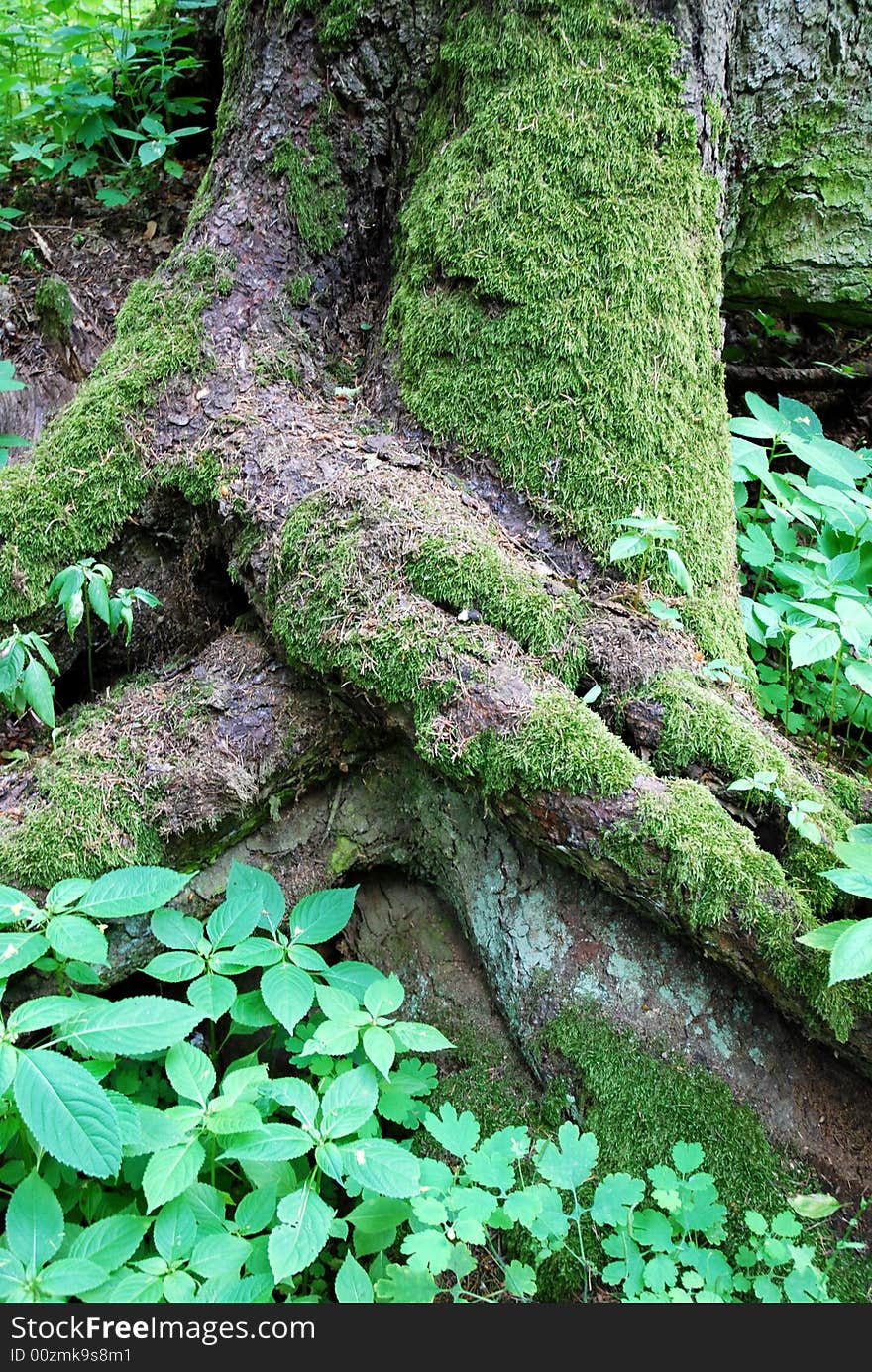 The detail of matted roots of an old tree. The detail of matted roots of an old tree