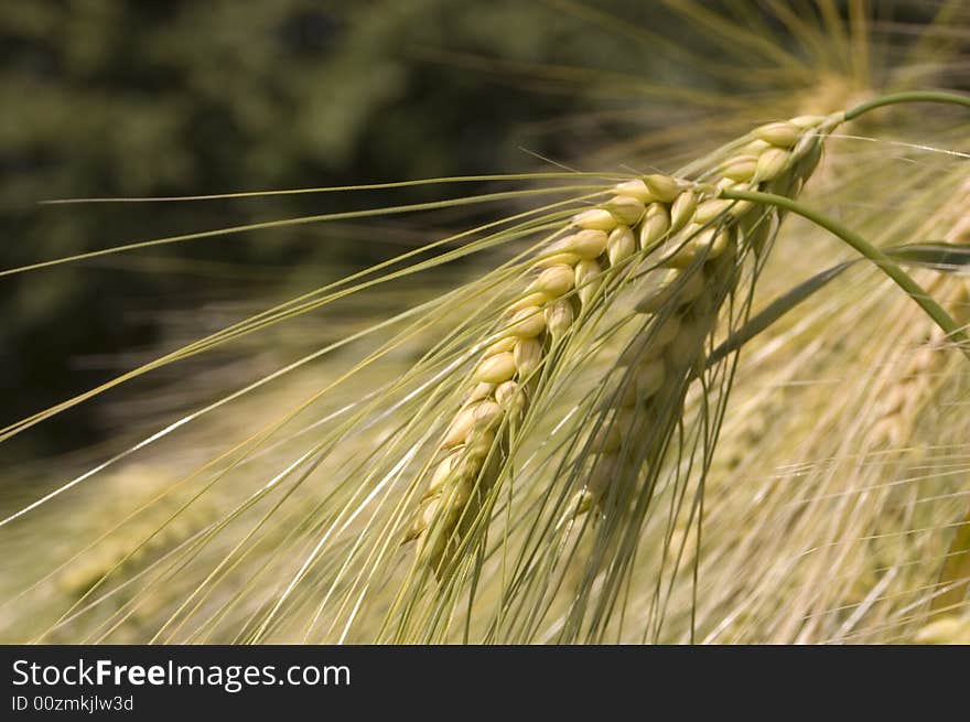 A wheat in summer day