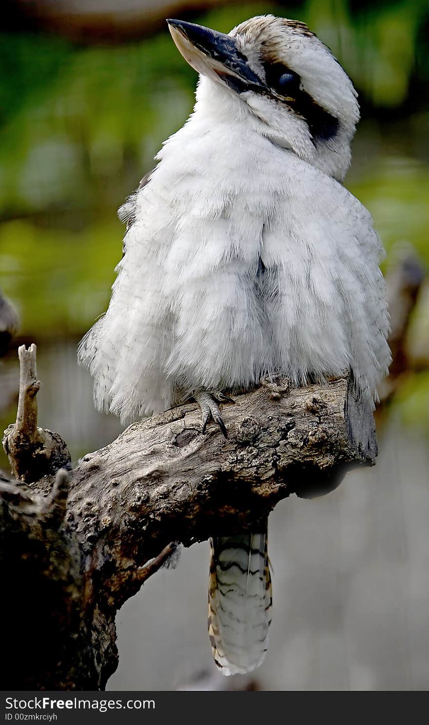 Australian laughing jackass on the branch. Also known as Kookaburra. Australian laughing jackass on the branch. Also known as Kookaburra