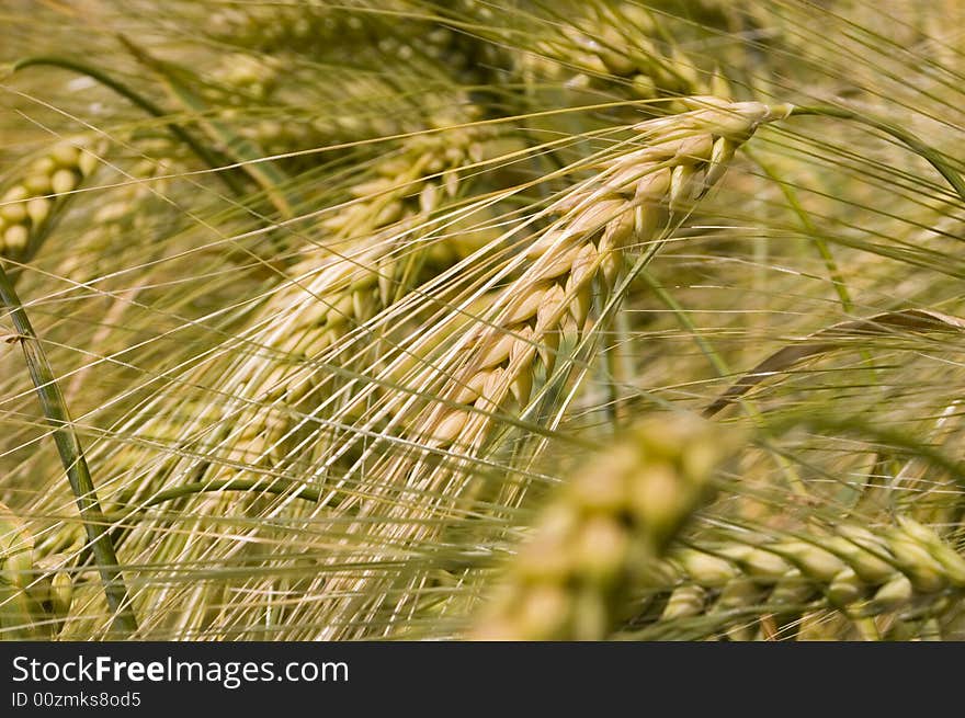 A wheat in summer day