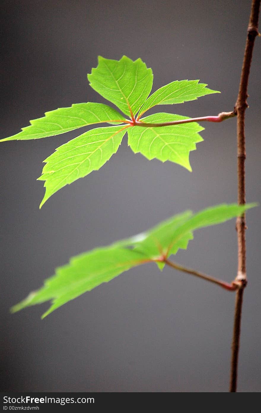 Ivy leaves