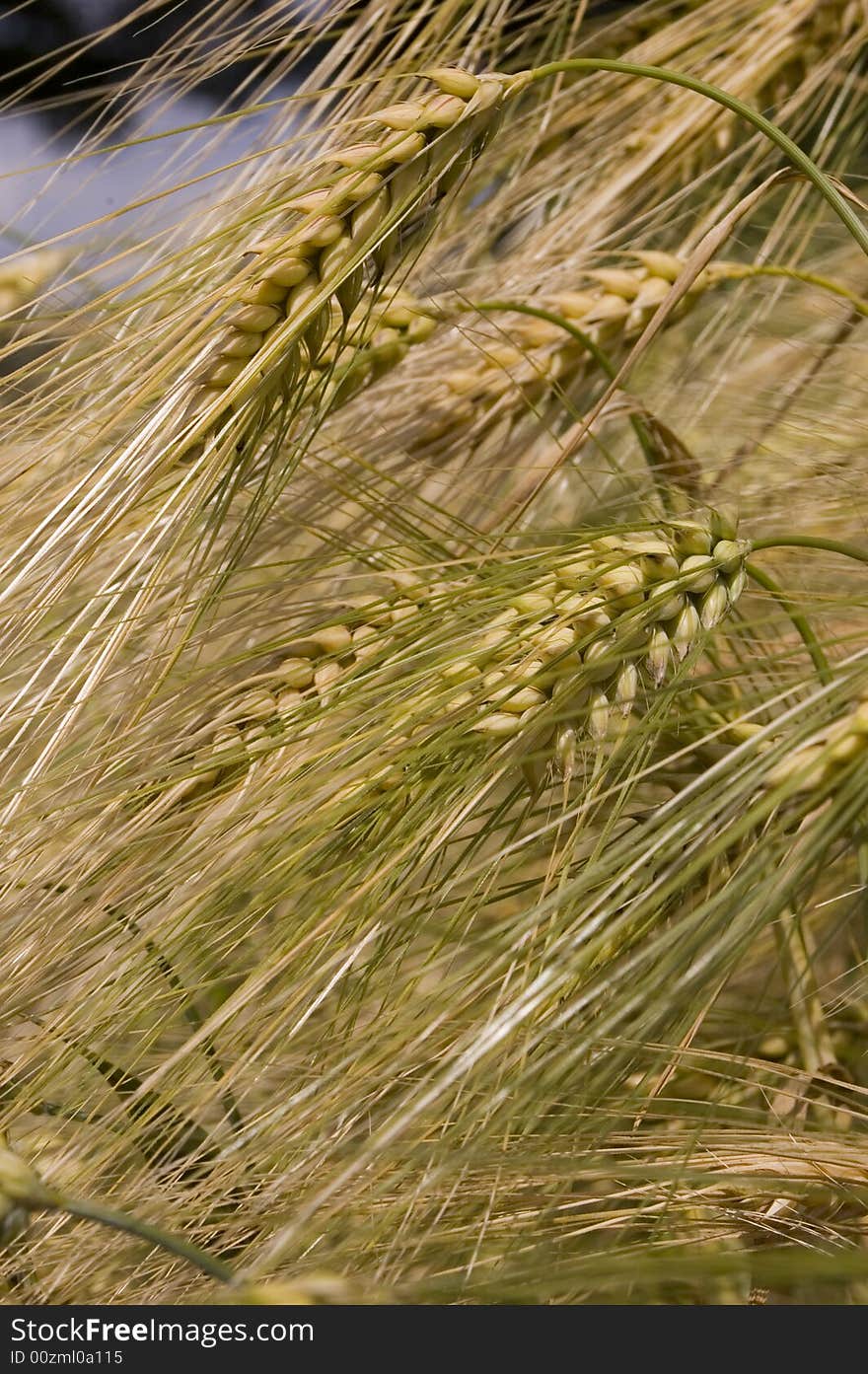 A wheat in summer day