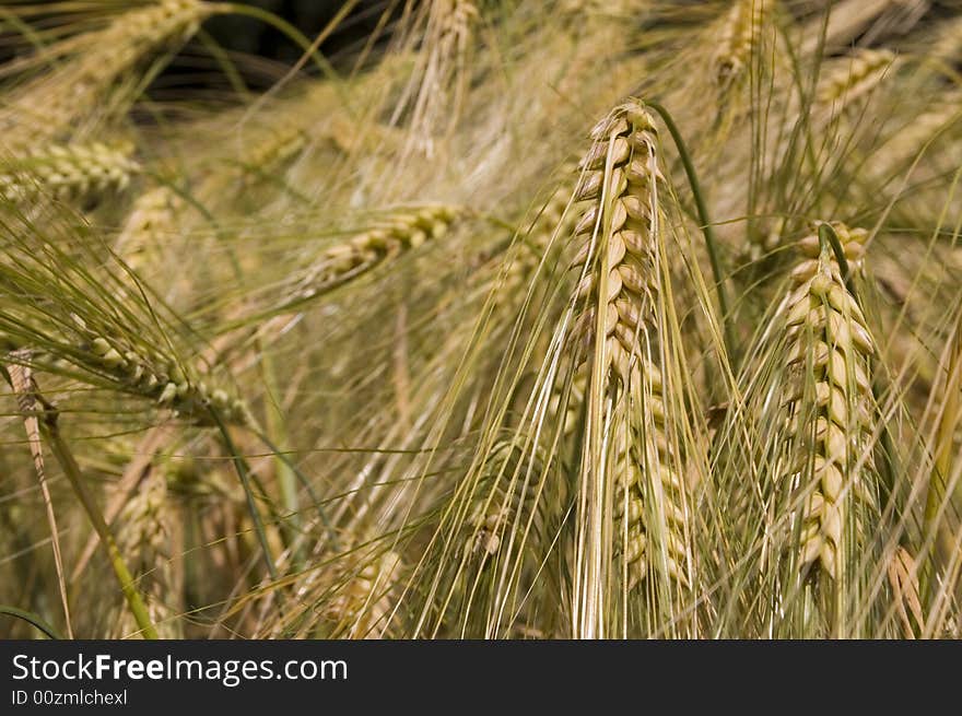 A wheat in summer day