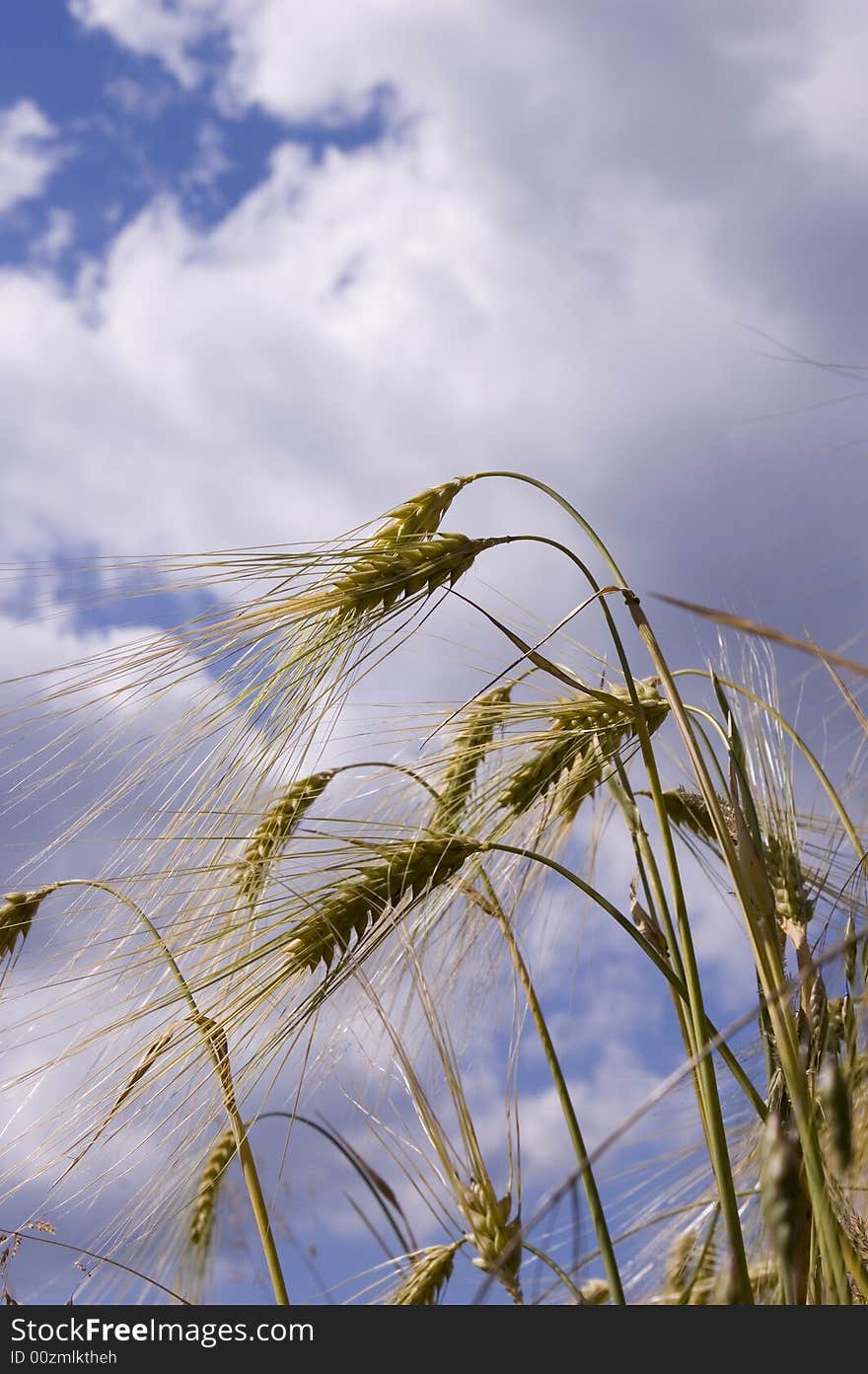 A wheat in summer day