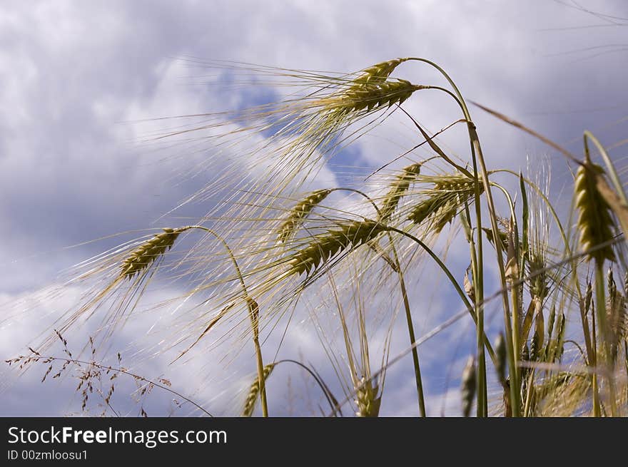 A wheat in summer day