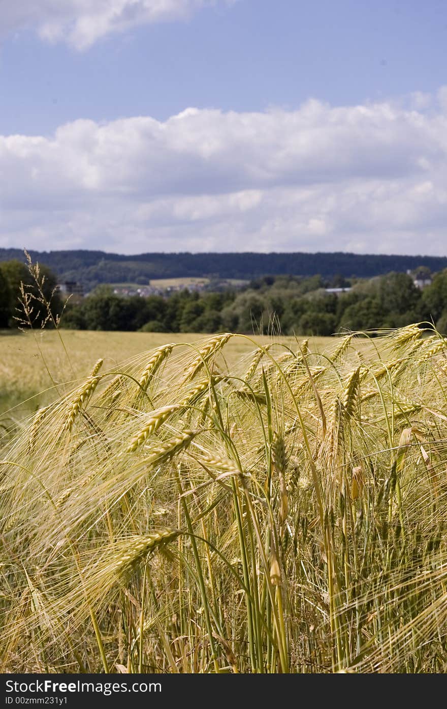 A wheat in summer day. A wheat in summer day