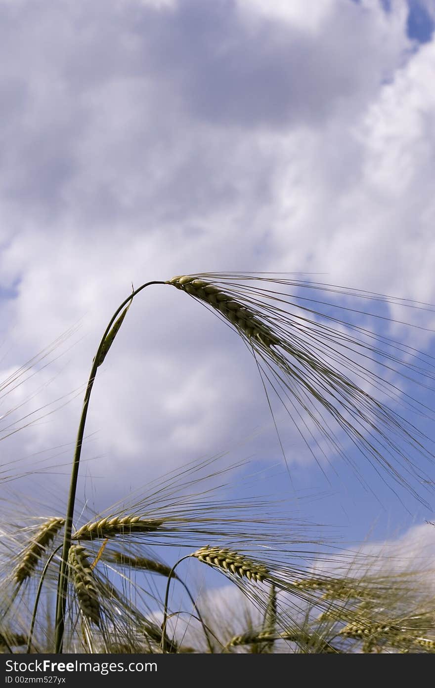 A wheat in summer day