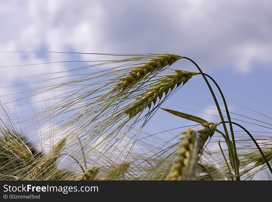 A wheat in summer day