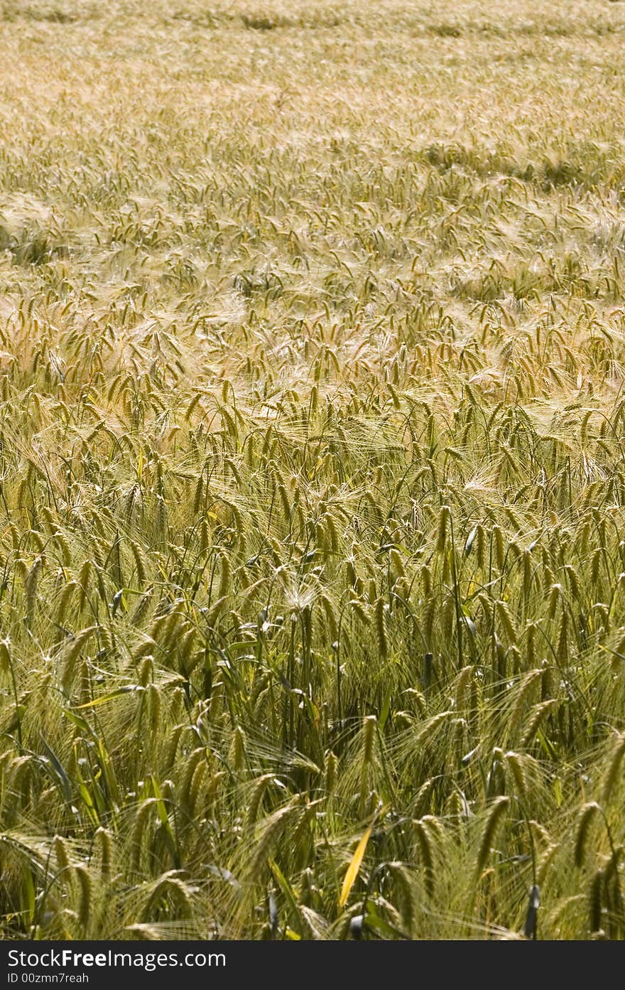 A wheat in summer day. A wheat in summer day