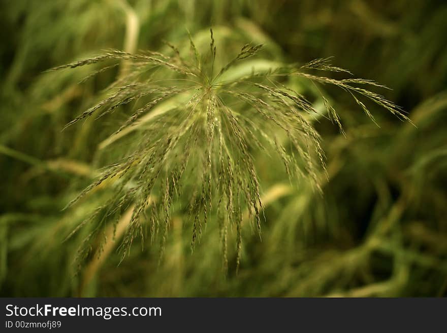 A streak of grass ppoping out of the green. A streak of grass ppoping out of the green