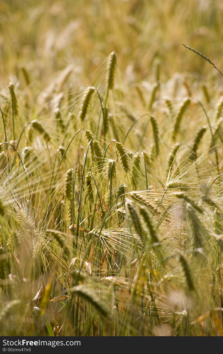 A wheat in summer day. A wheat in summer day