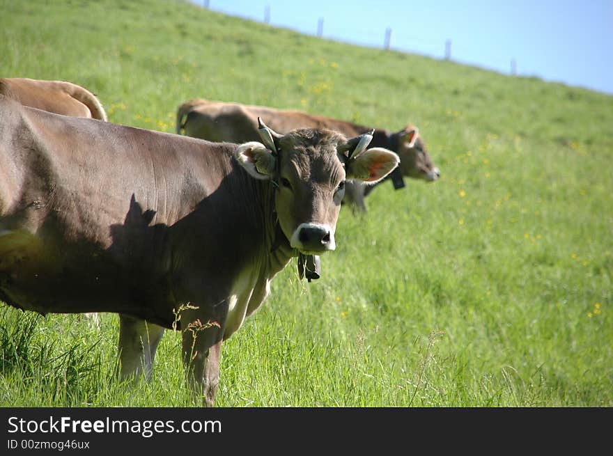 A curious cow enjoying the grass in a lush swiss meadow. A curious cow enjoying the grass in a lush swiss meadow