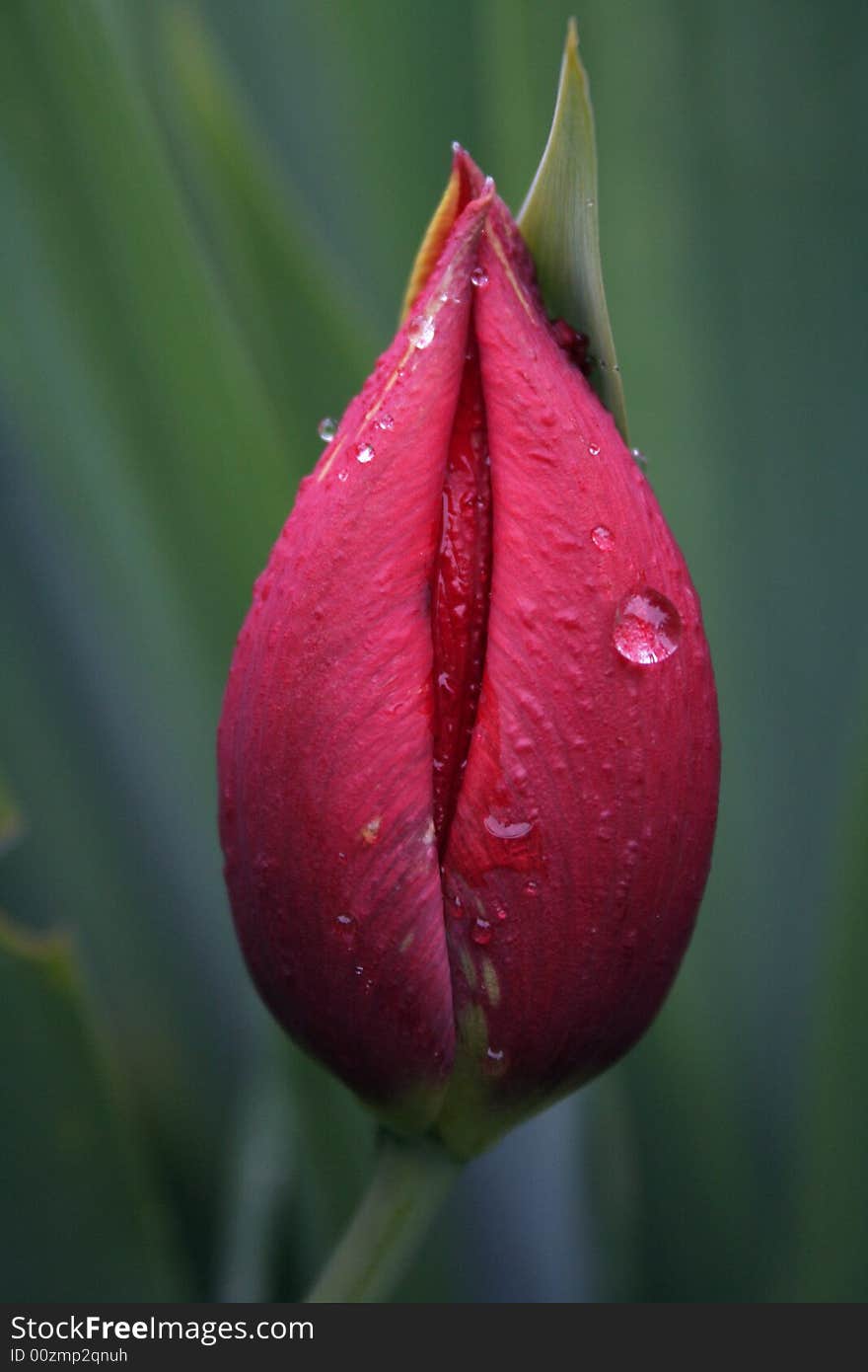 Red tulip with drops taken under rain. Red tulip with drops taken under rain