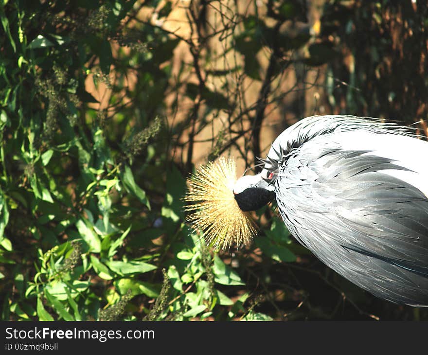 Grey Crowned Crane