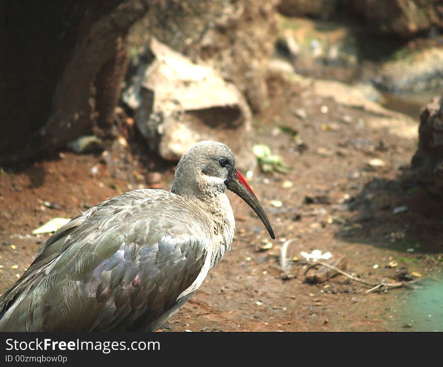 I took this picture at Krugersdorp Nature Reserve,South Africa. I took this picture at Krugersdorp Nature Reserve,South Africa.