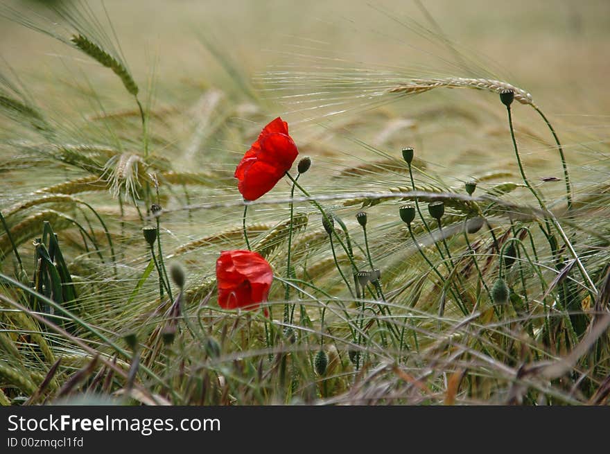 Poppies grow through crops in agricultural fileds. Poppies grow through crops in agricultural fileds