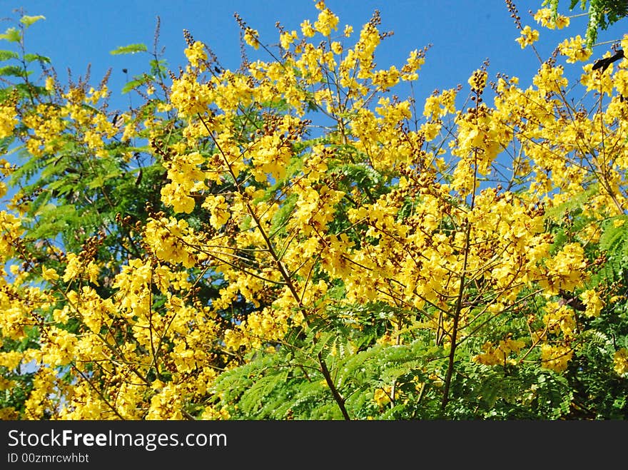 Yellow plower of the tropical rain forest tree in the North Borneo, Sabah East Malaysia. Yellow plower of the tropical rain forest tree in the North Borneo, Sabah East Malaysia