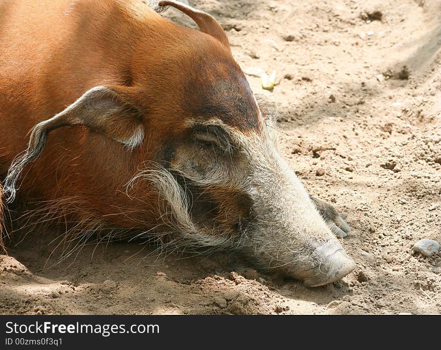A portrait of a red river hog asleep in the dirt