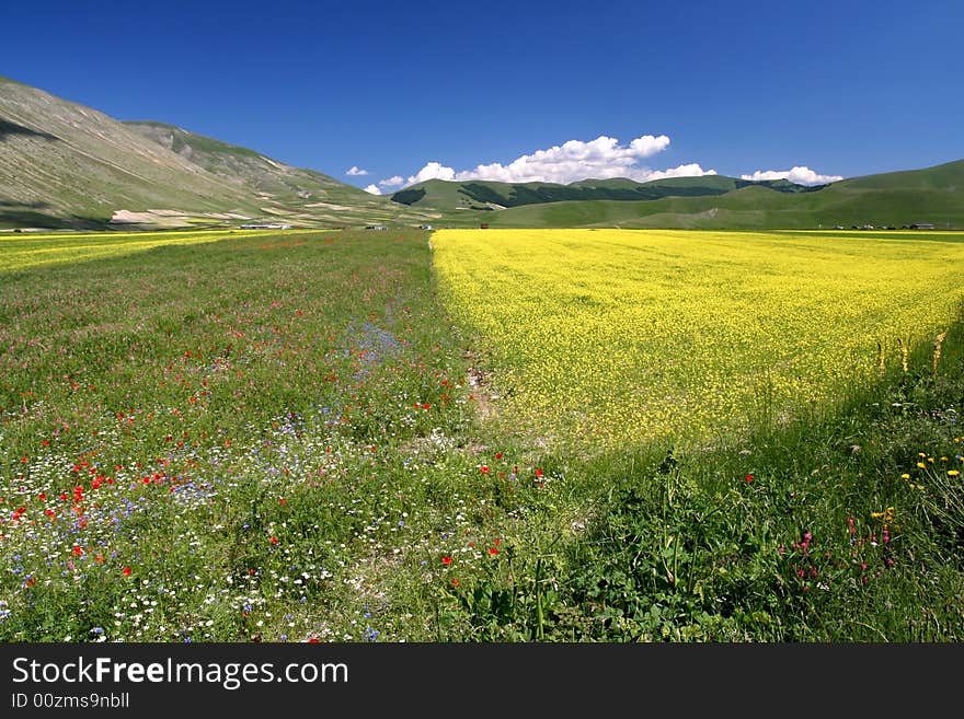 Yellow field Landscape