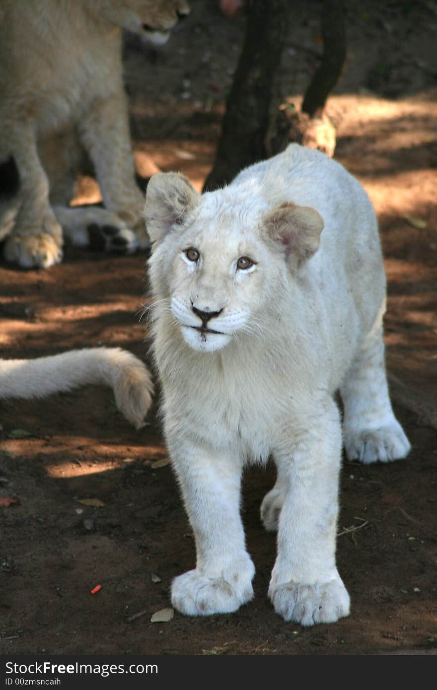 Young White Lion