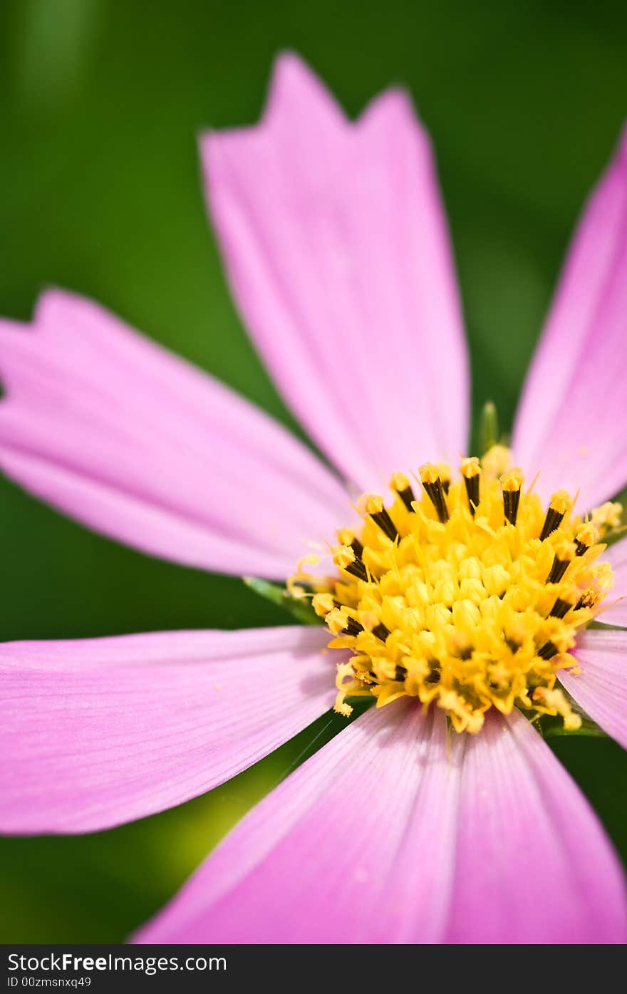 A piece of flower in summer