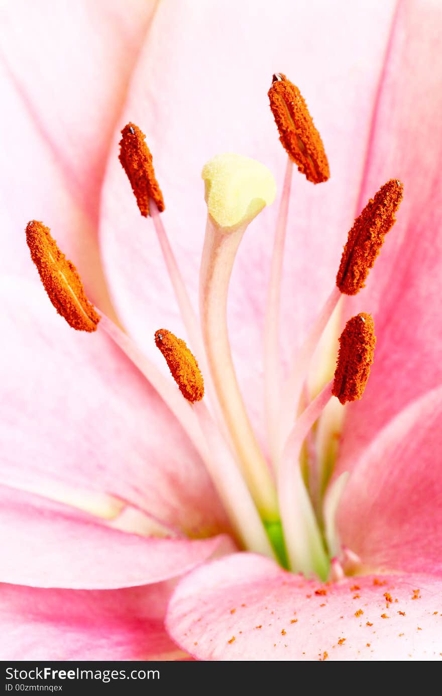 Lily in closeup aginst white