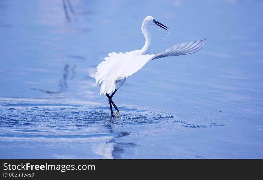 Egret in Flight