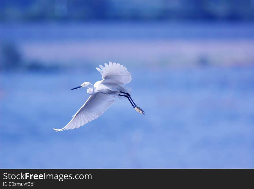 Egret in Flight