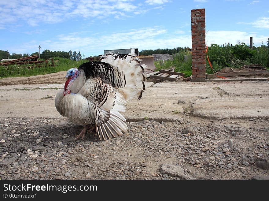 Big Blue-Black-White Gobbler