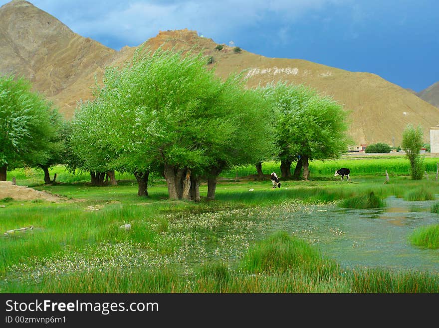 The Meadow Of Tibet