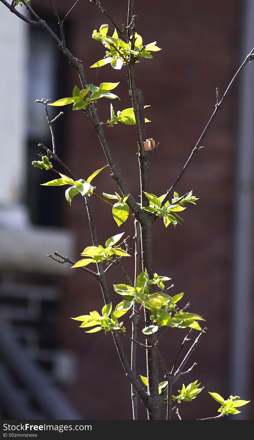 Spring young leafs