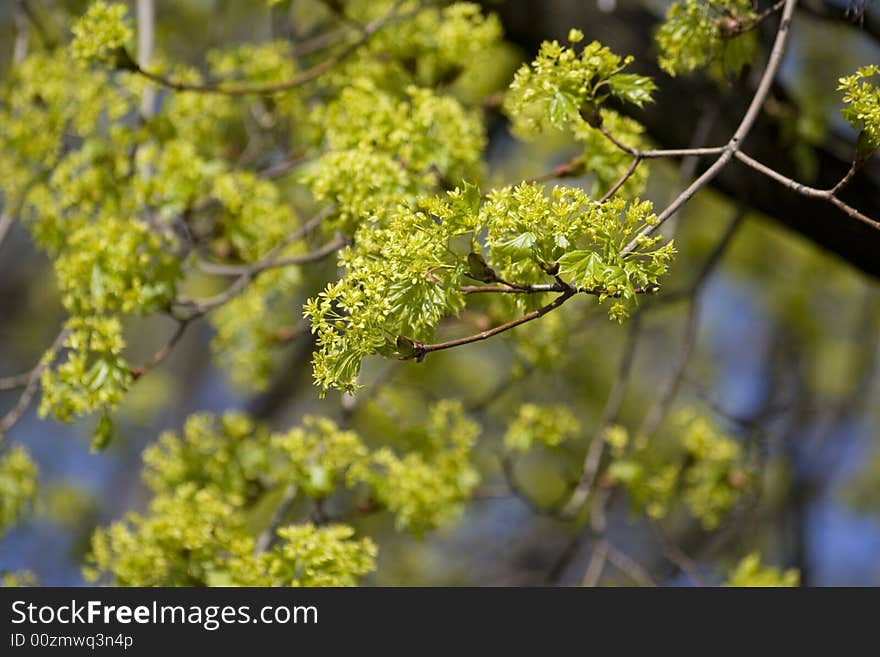 Spring young leafs