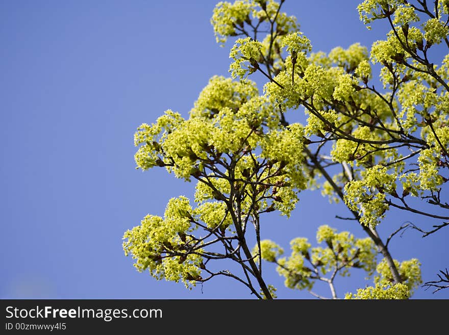 Spring young leafs