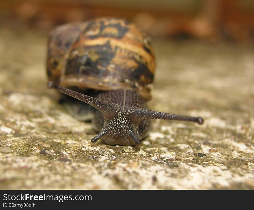 Close up of a garden snail. Focus is on the head.