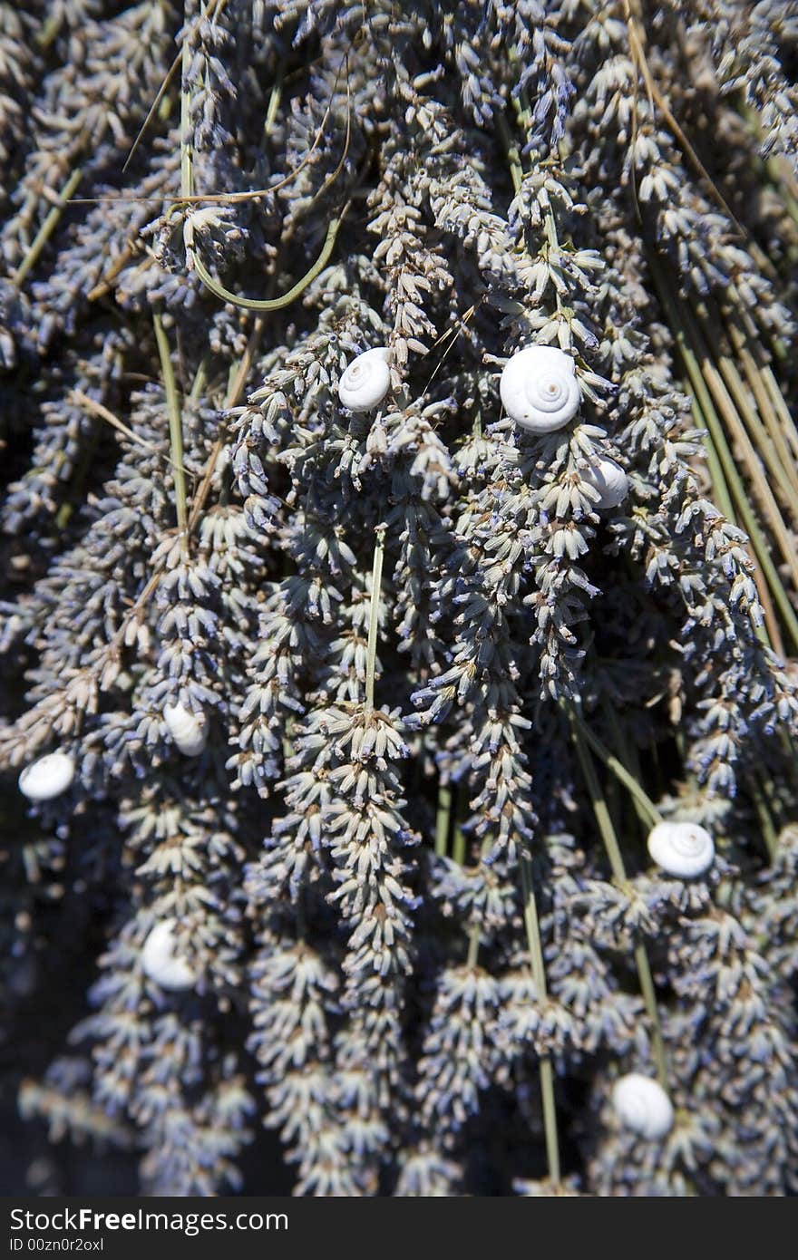 Lavender in Sault, Vaucluse, Provence, France