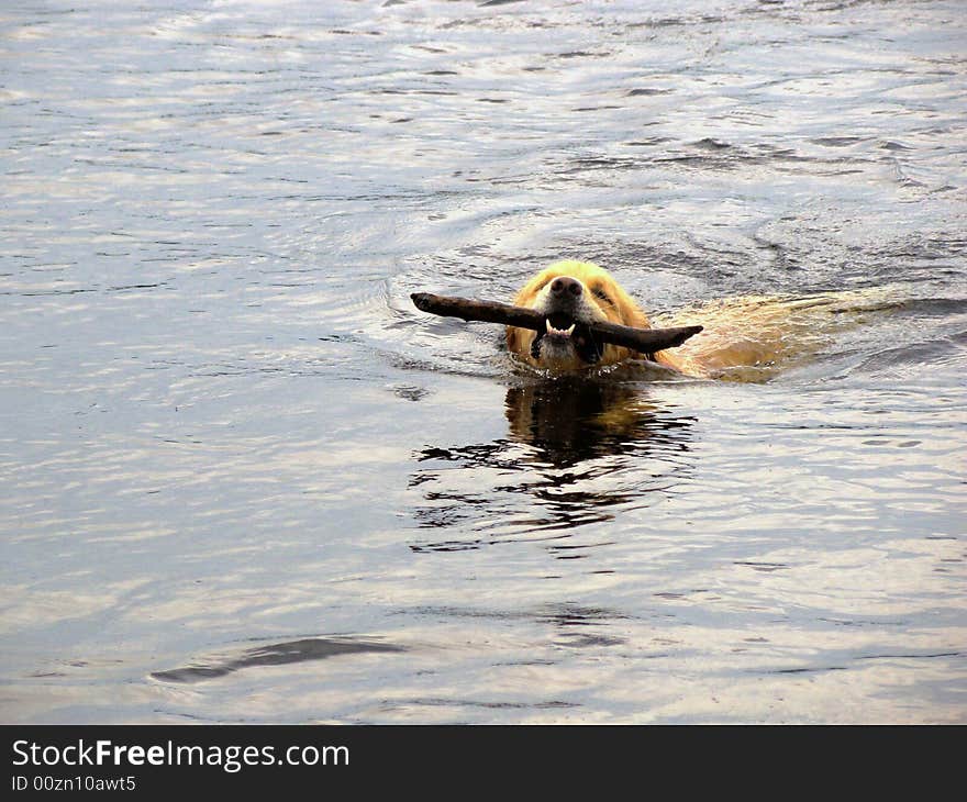 A golden retreiver fetches a stick in the lake. A golden retreiver fetches a stick in the lake