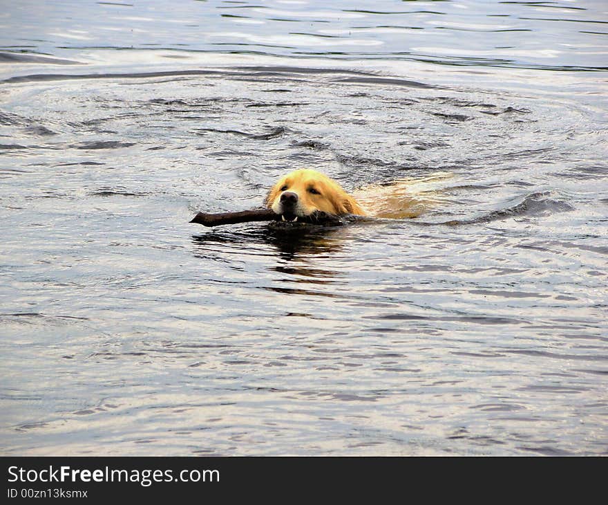 A golden retreiver fetches a stick in the lake. A golden retreiver fetches a stick in the lake