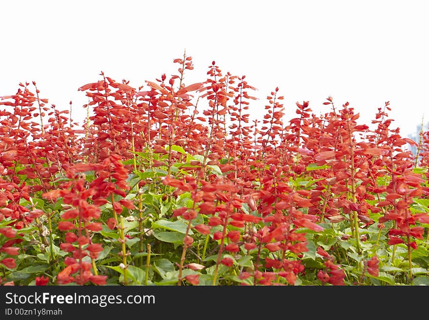 Beautful flowers,it is red.