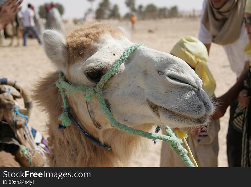 Camel head on a background of sand