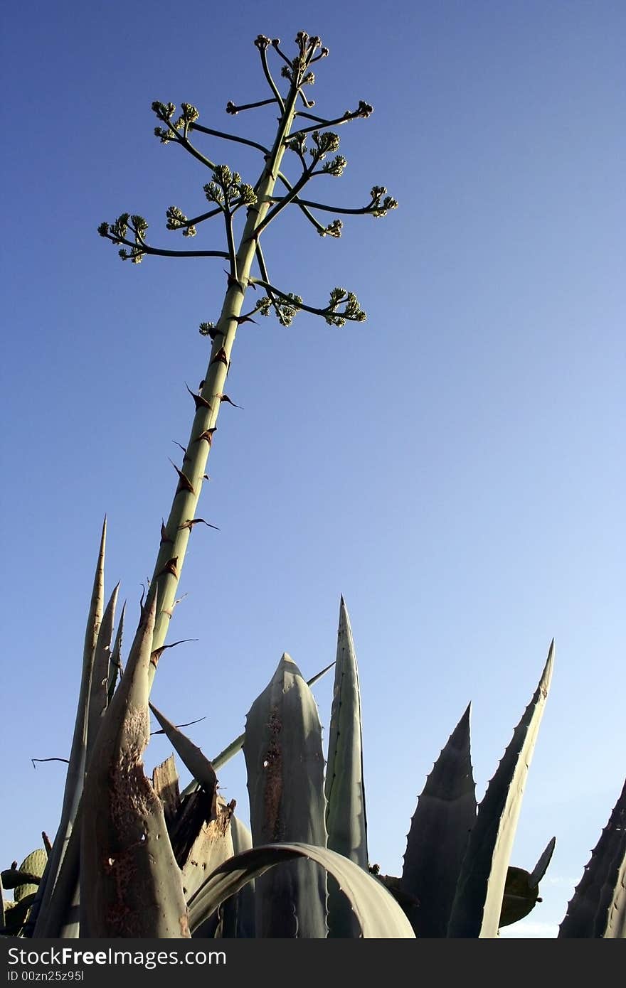 Flowering aloe vera