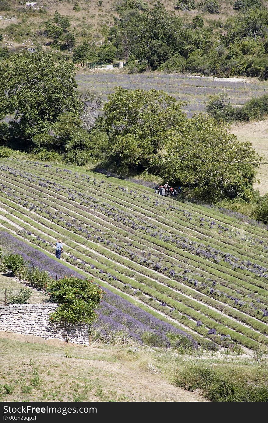 Lavender in Sault, Provence, France