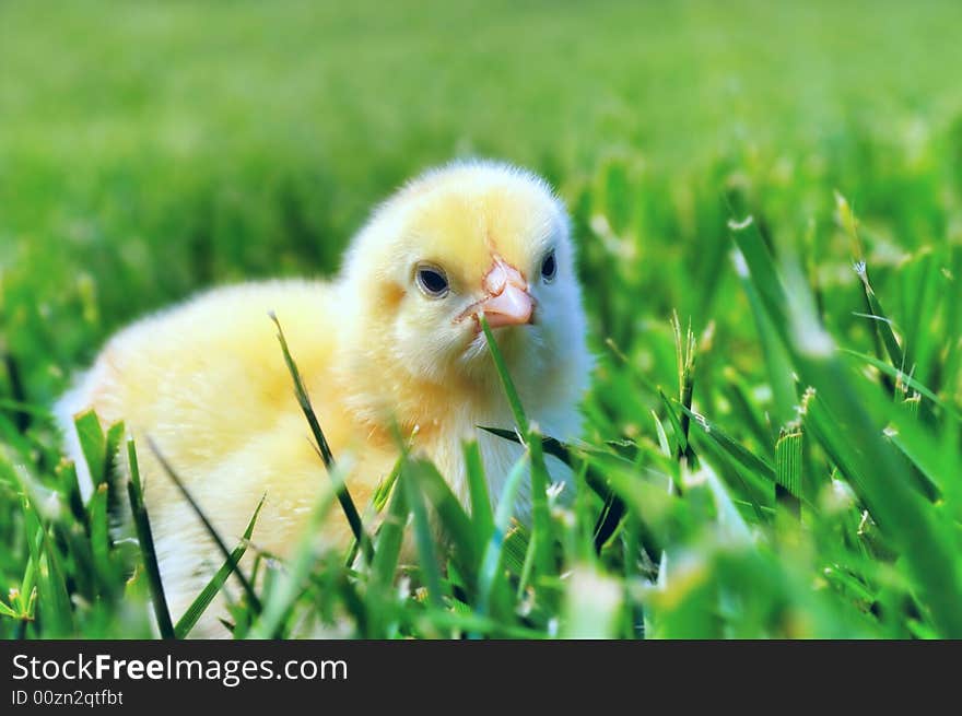 Newborn chick on green grass