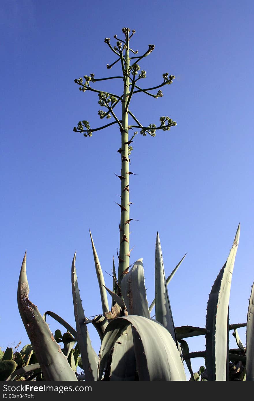 Flowering aloe vera plant