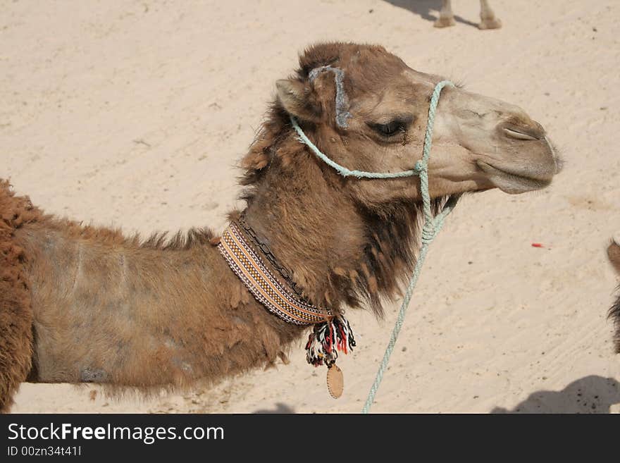 Camel in harness in desert Sahara. Camel in harness in desert Sahara