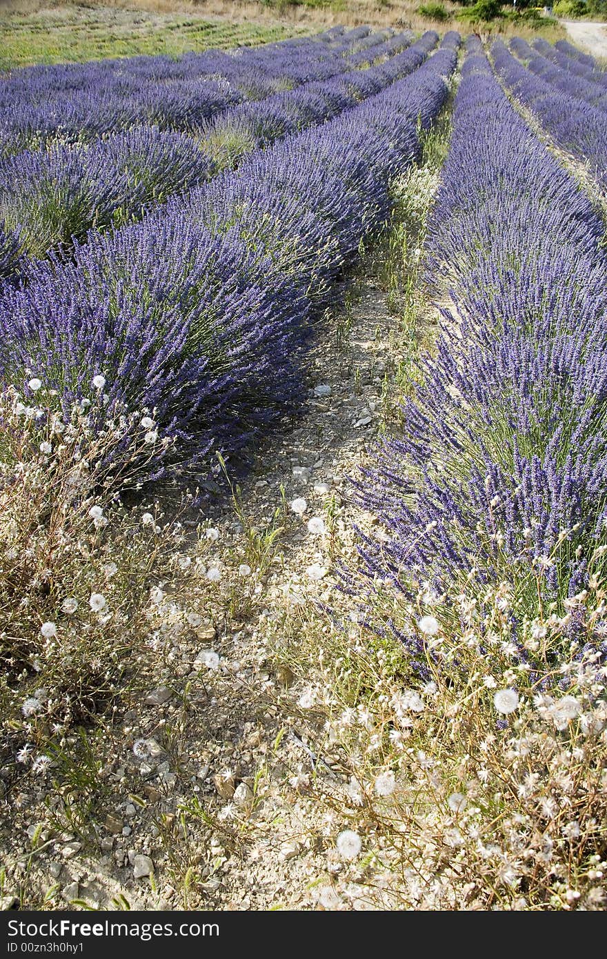 Lavender in Sault, Vaucluse, Provence, France