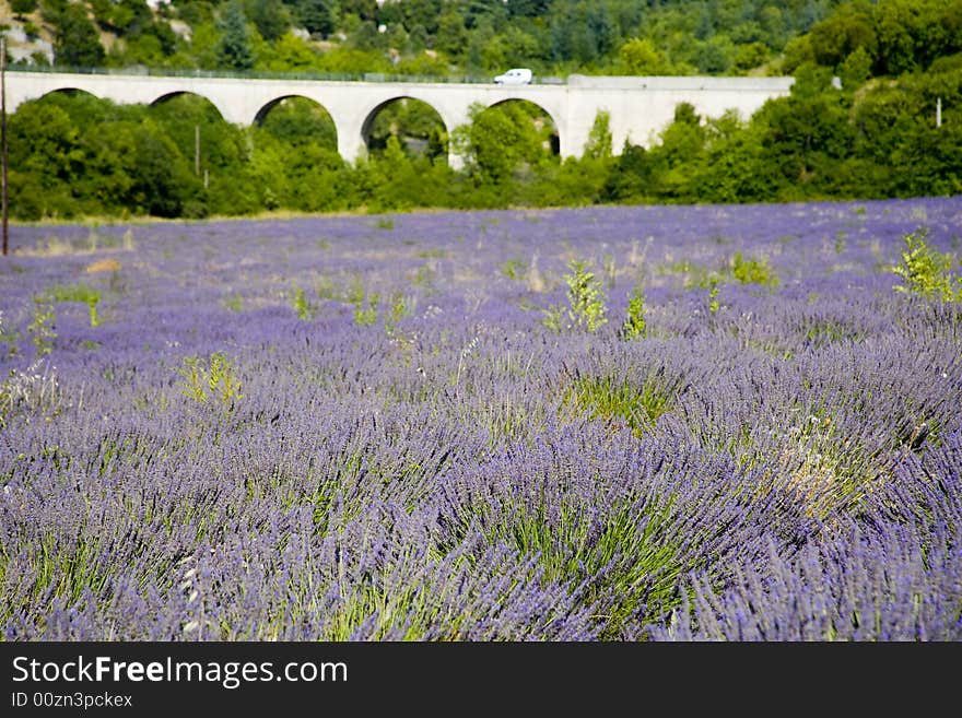 Lavender in Sault, Vaucluse, Provence, France