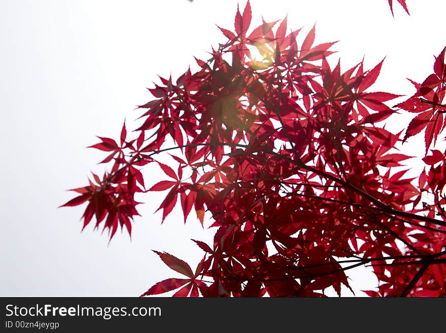 Red Leaves