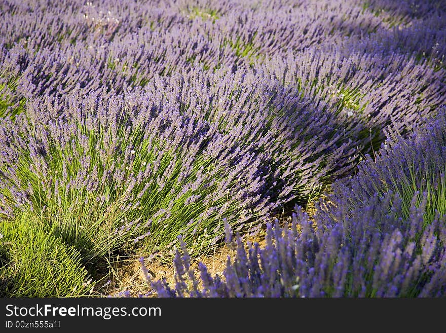 Lavender in Sault, Vaucluse, Provence, France