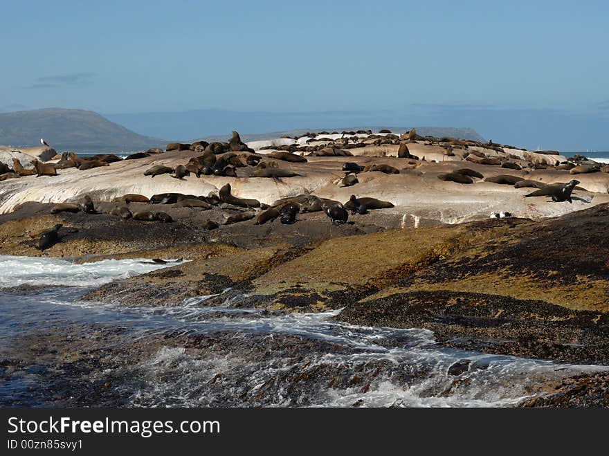 Natural place of rest of the wild seals in South Africa. Natural place of rest of the wild seals in South Africa